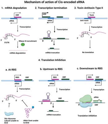 Unveiling the orchestration: mycobacterial small RNAs as key mediators in host-pathogen interactions